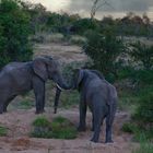 Elephanten im Timbavati