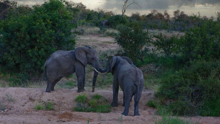 Elephanten im Timbavati