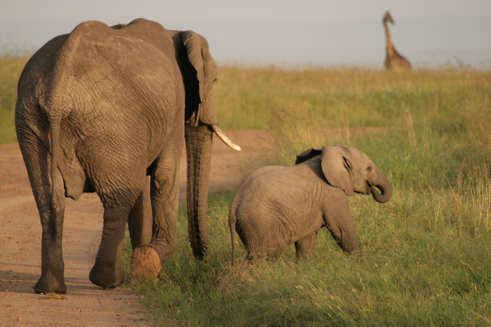 Elephanten in Kenya