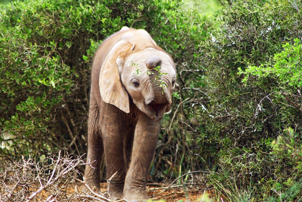 Elephanten Junges