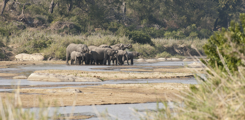 Elephanten überqueren den Sand River