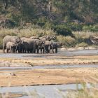 Elephanten überqueren den Sand River