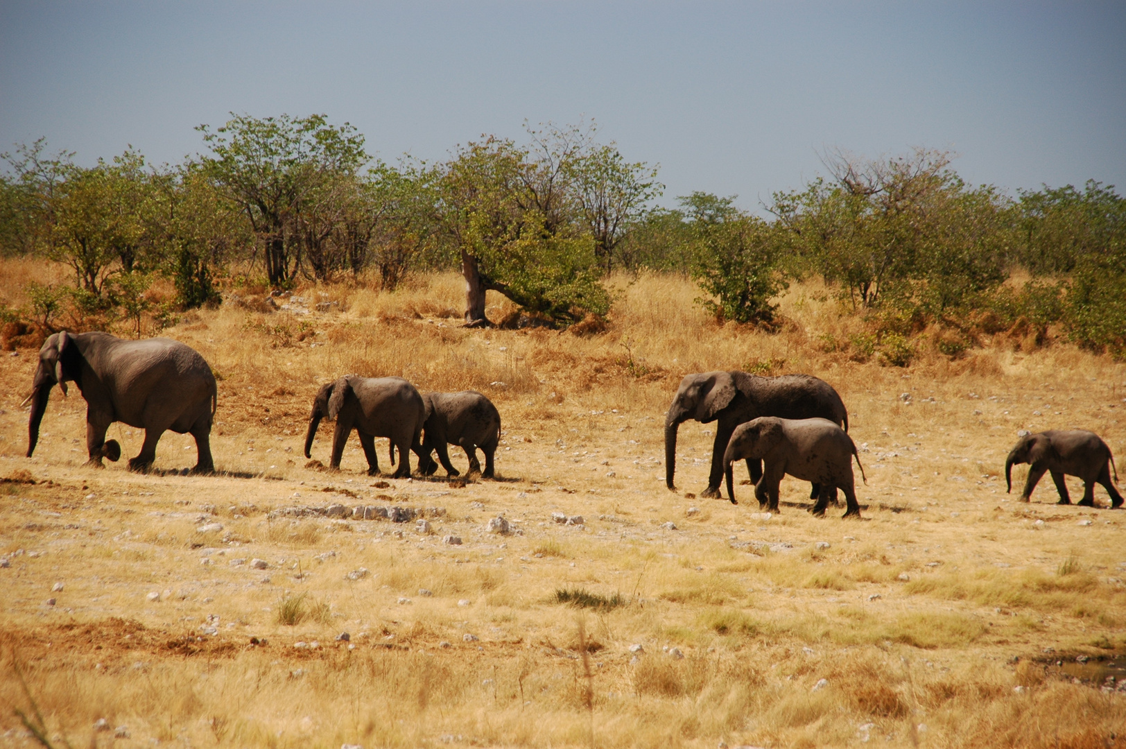 Elephanten vom Wasserloch