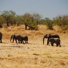 Elephanten vom Wasserloch