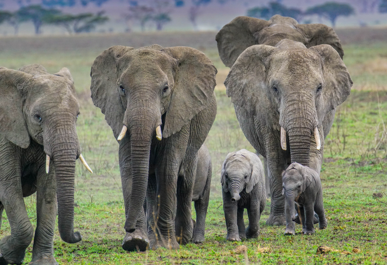 Elephantenfamilie