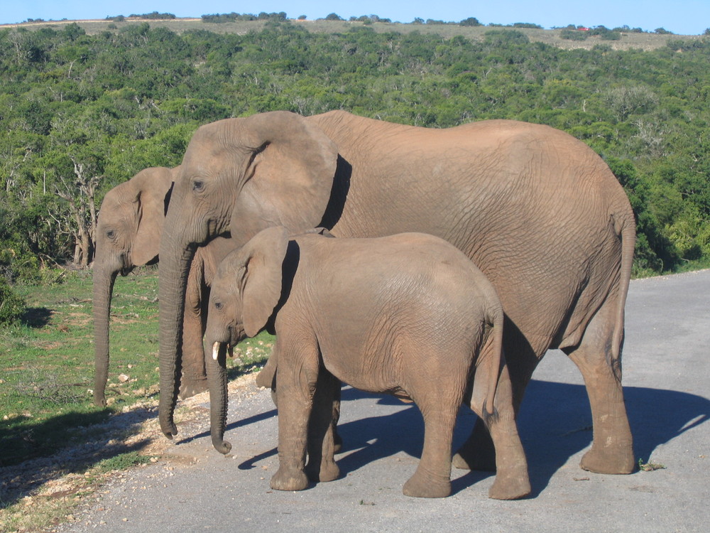 Elephantenfamilie