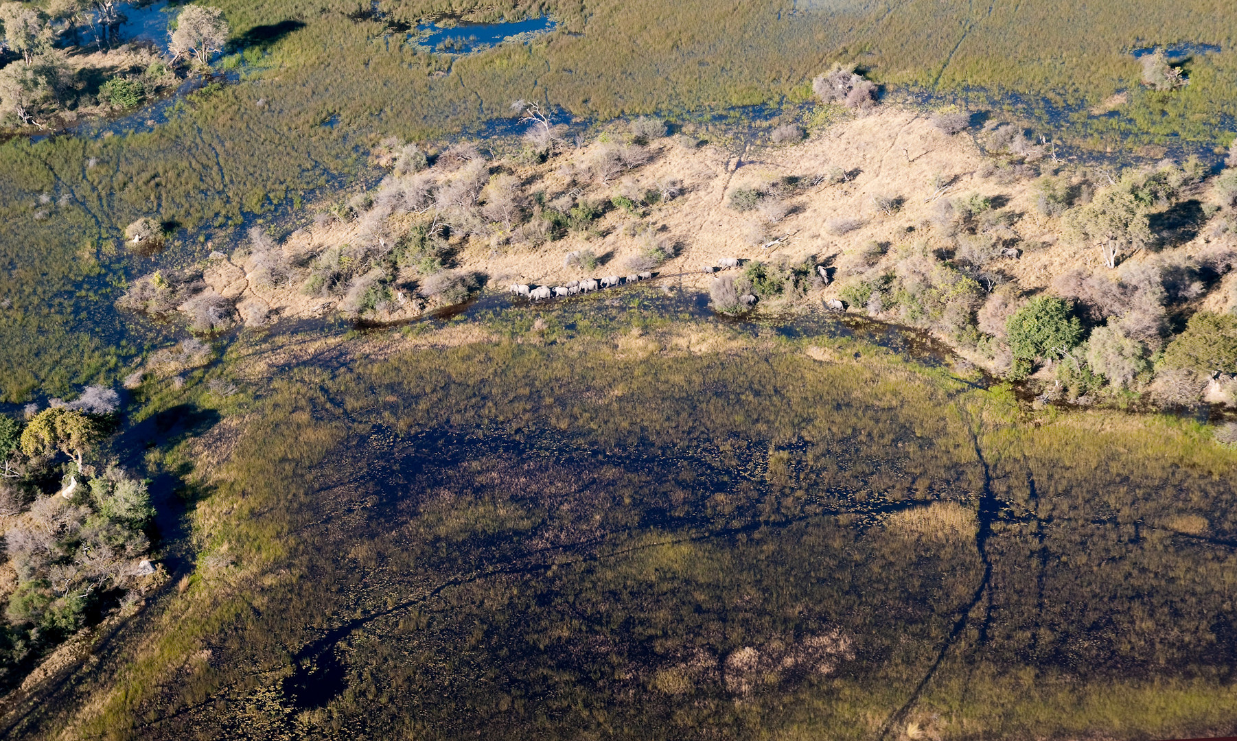 Elephantenherde im Okavangodelta