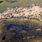 Elephantenherde im Okavangodelta