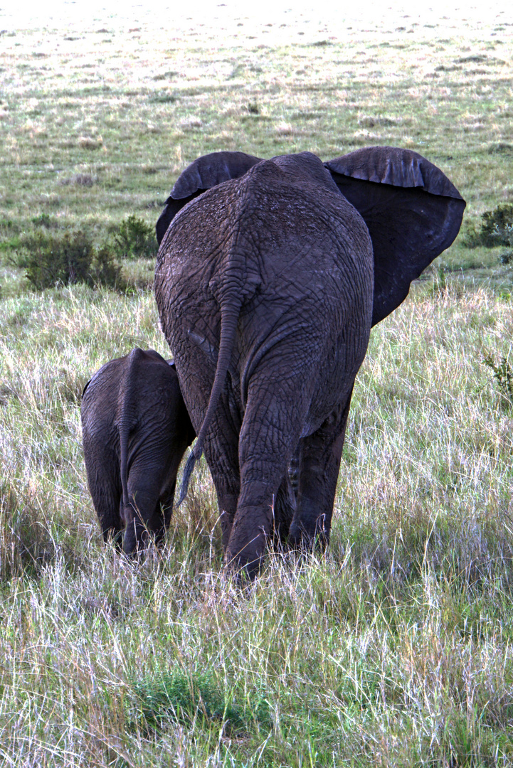 Elephantenhintern S und XL