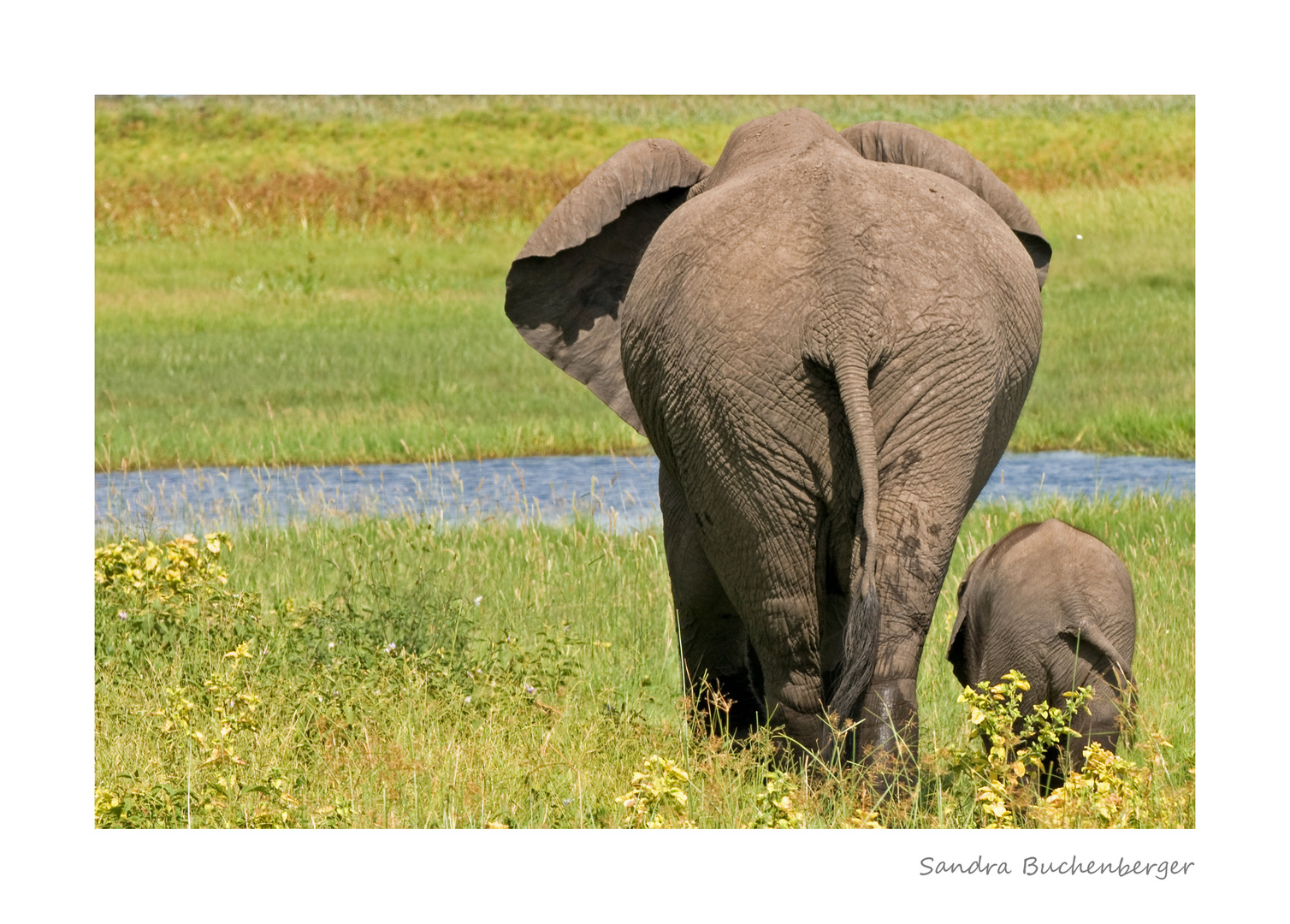 Elephantenmutter mit Jungem