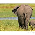 Elephantenmutter mit Jungem