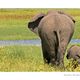 Elephantenmutter mit Jungem