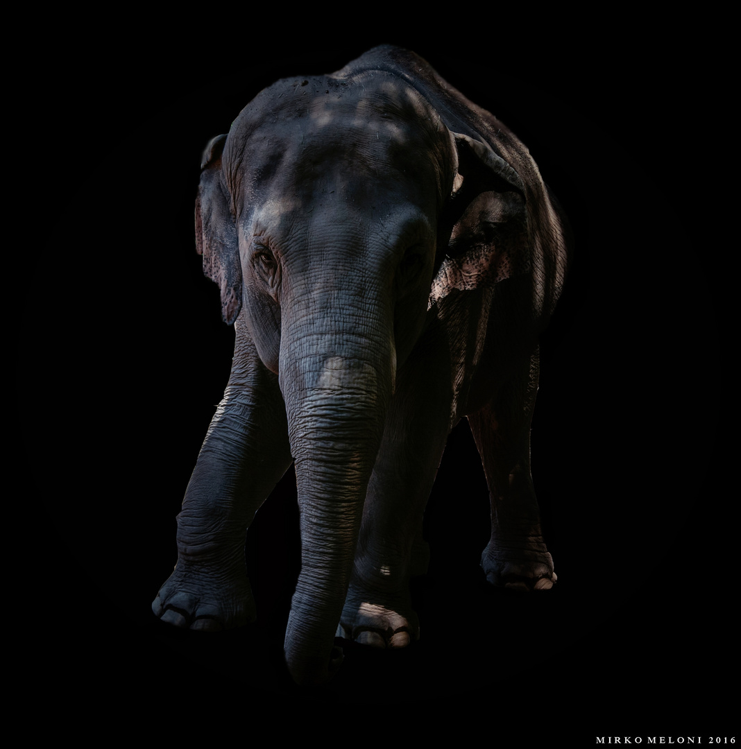 Elephantidae