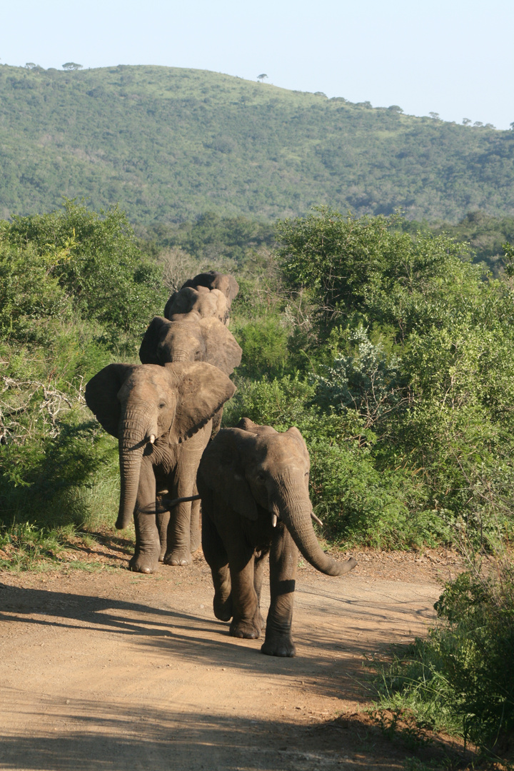 éléphants