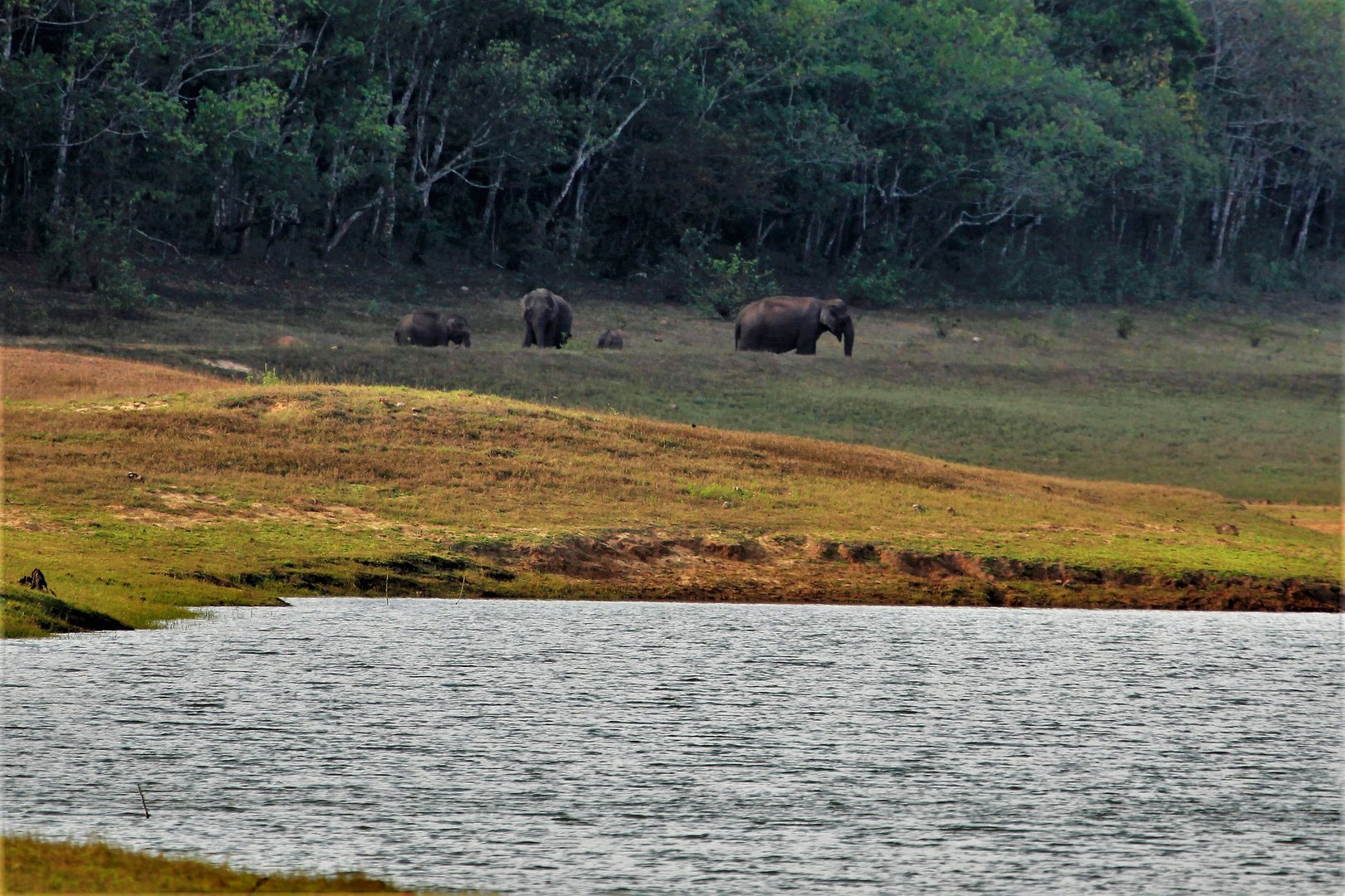 Elephants