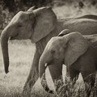 elephants