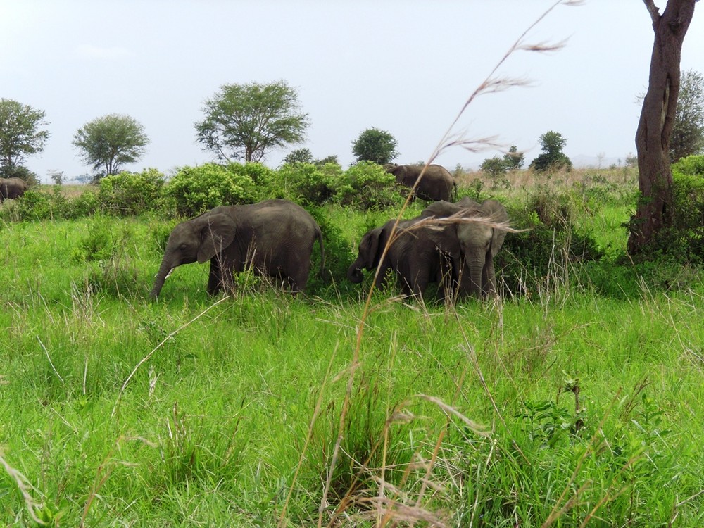 Elephants