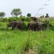 Elephants