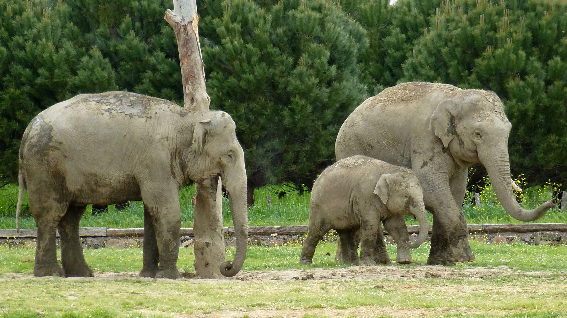 Elephants