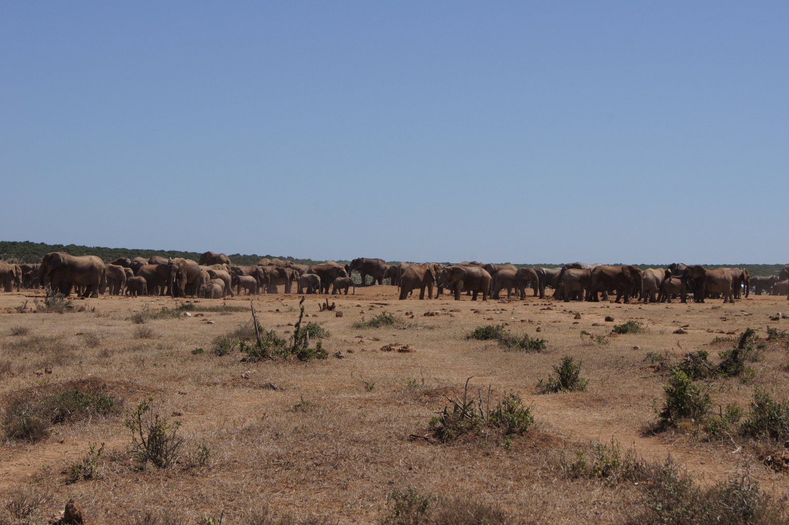 Elephants