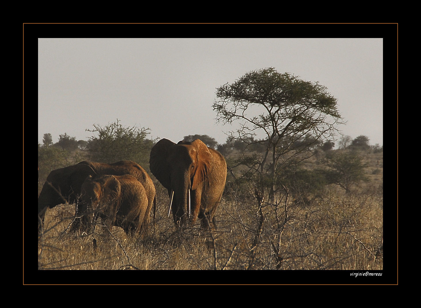 Elephants