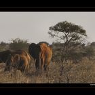 Elephants