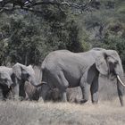 elephants