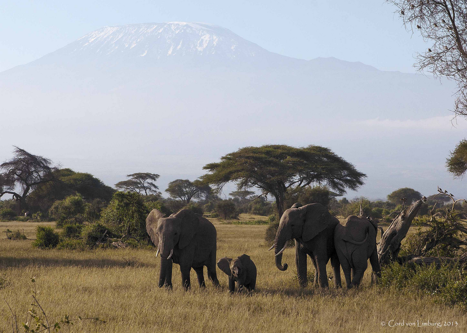 Elephants and Kilimanjaro