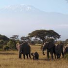 Elephants and Kilimanjaro