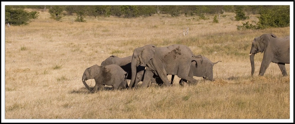 Elephants arrivant au trou d'eau (Namibie)