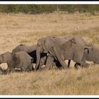 Elephants arrivant au trou d'eau (Namibie)