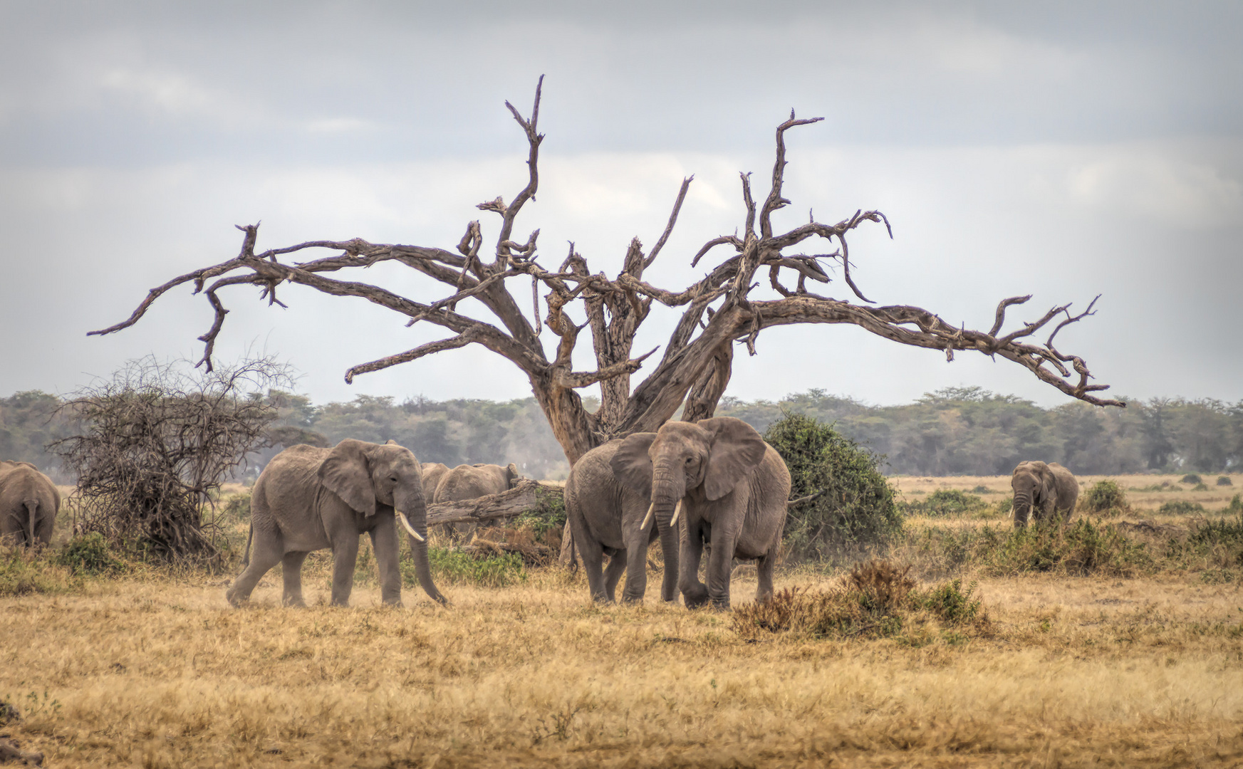 Elephants at Amboseli