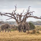 Elephants at Amboseli