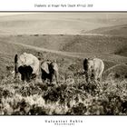 Elephants at Kruger Park