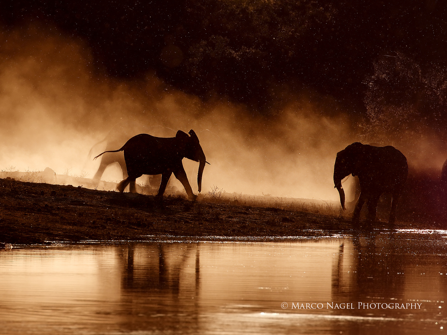 Elephants at the Chobe riverfront