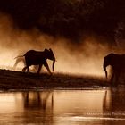 Elephants at the Chobe riverfront