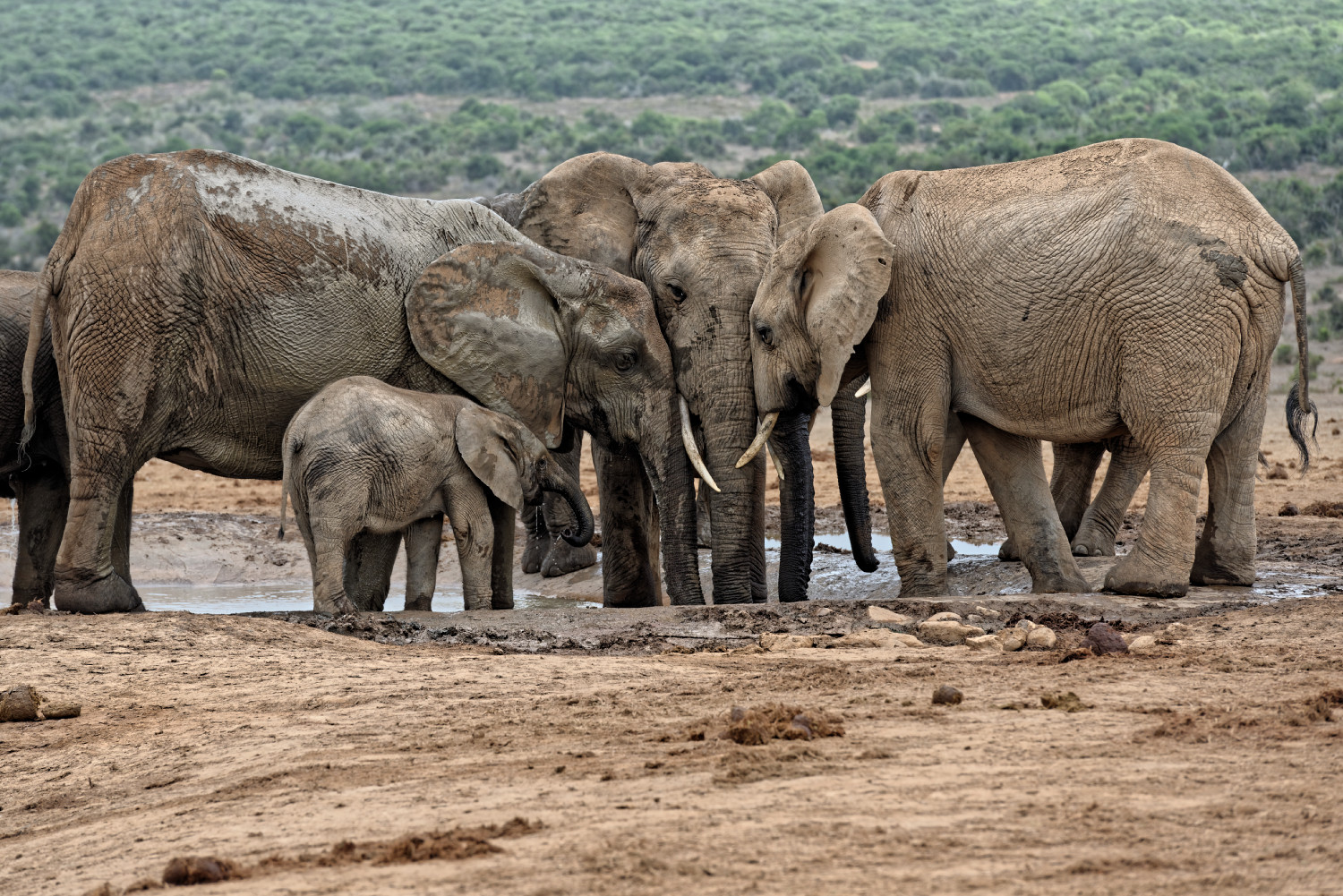 Elephants at the waterhole