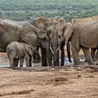 Elephants at the waterhole