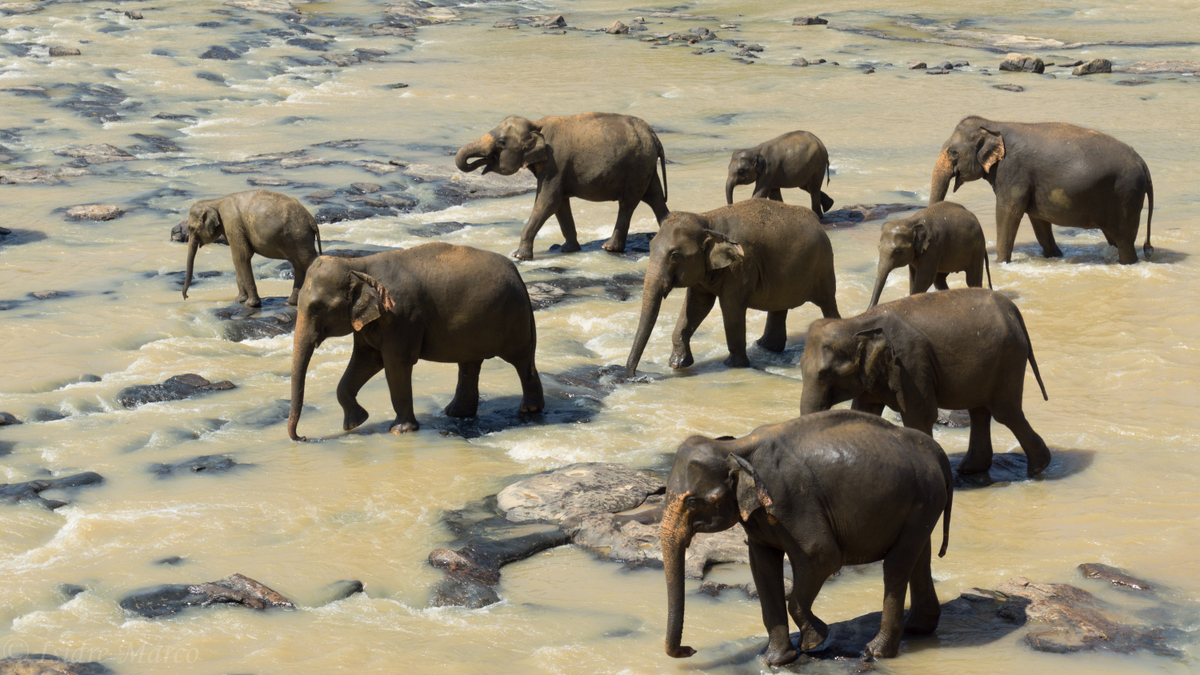 Elephants bath