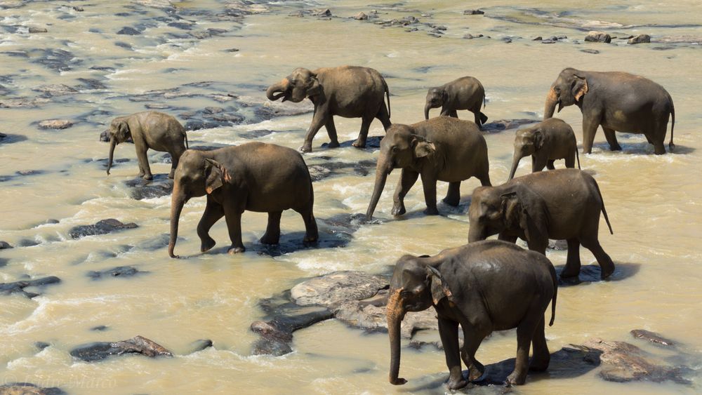 Elephants bath