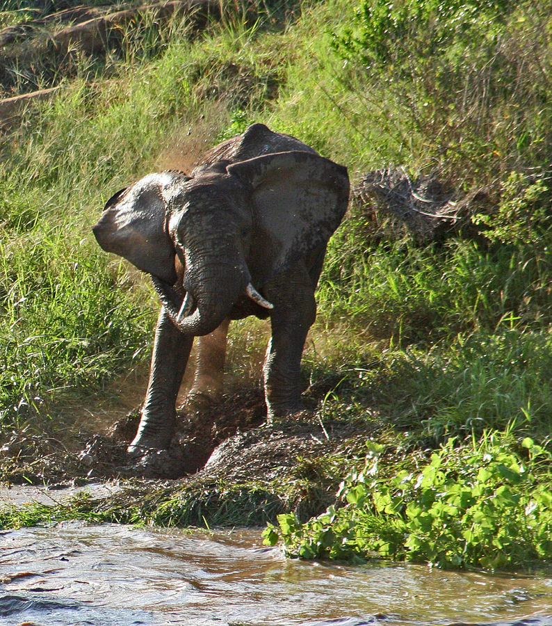 elephants bathtube