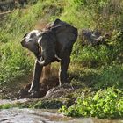 elephants bathtube