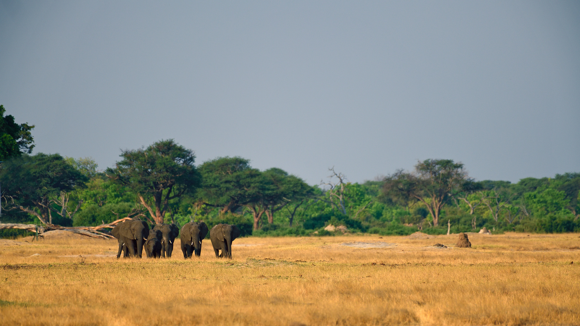 Elephants blending into the landscape