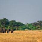 Elephants blending into the landscape