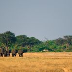 Elephants blending into the landscape