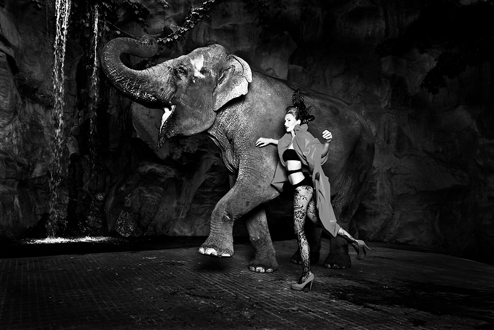 Elephants BW