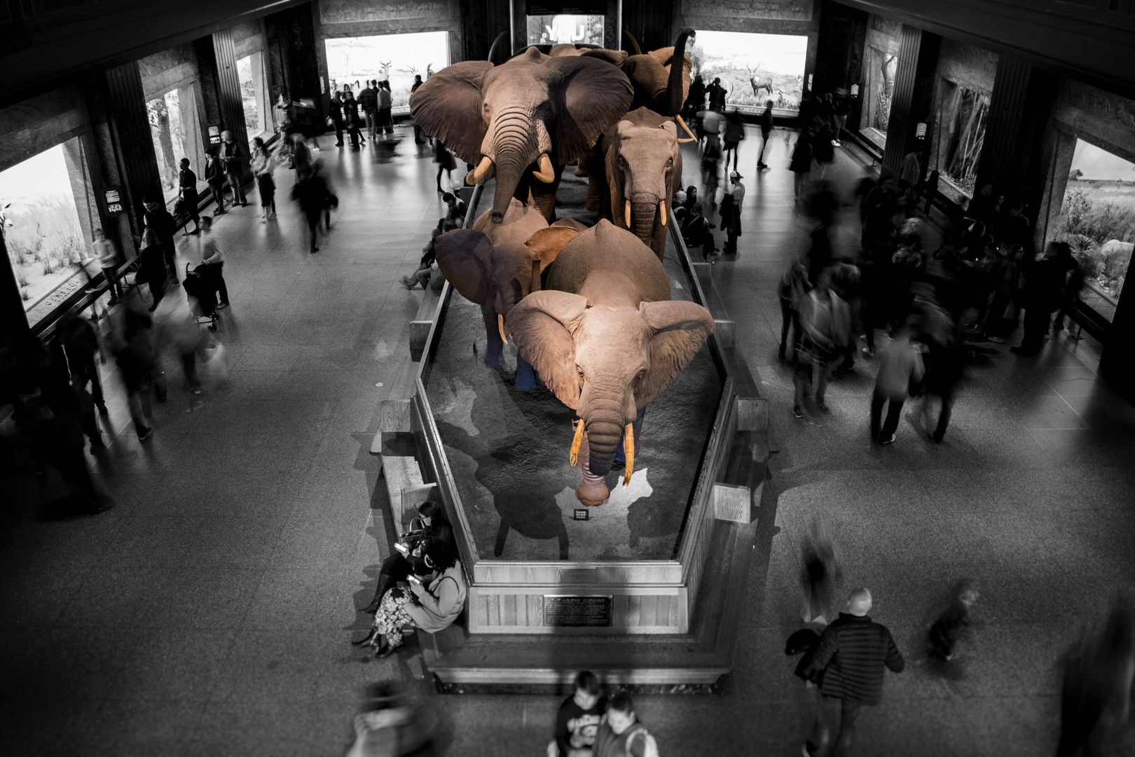 Elephants!!