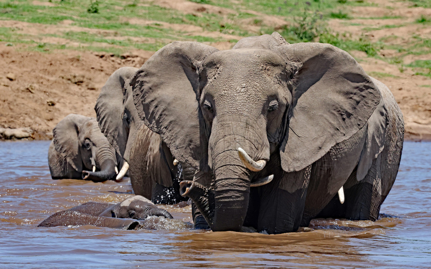 Elephants cross the Mara River-