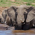 Elephants cross the Mara River-