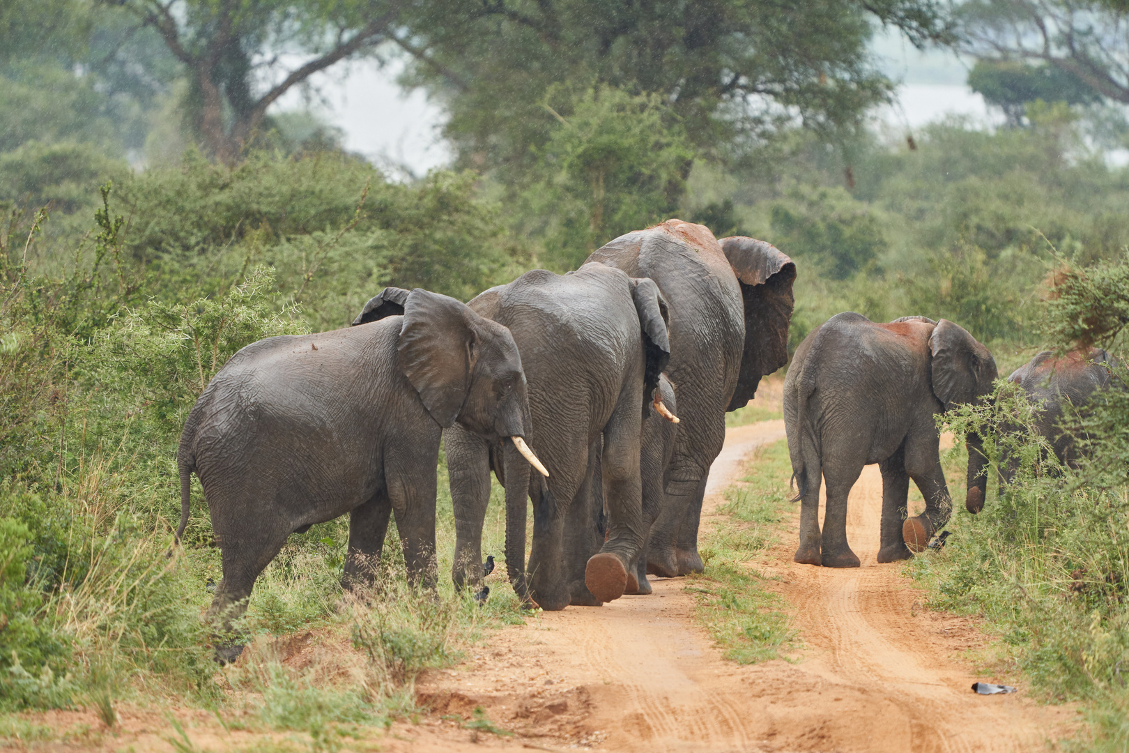 Elephants crossing